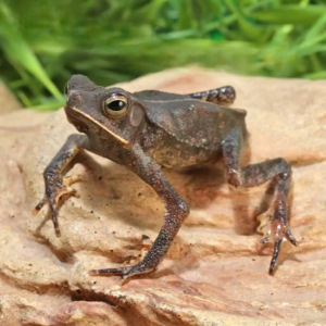 we have Crested Toad for sale.