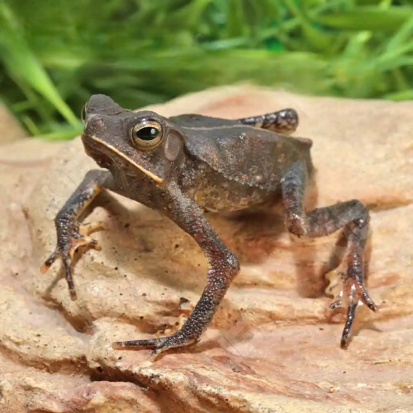 we have Crested Toad for sale.