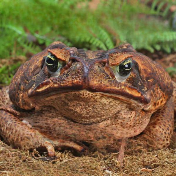 Suriname Giant Marine Toad for sale. - Image 3