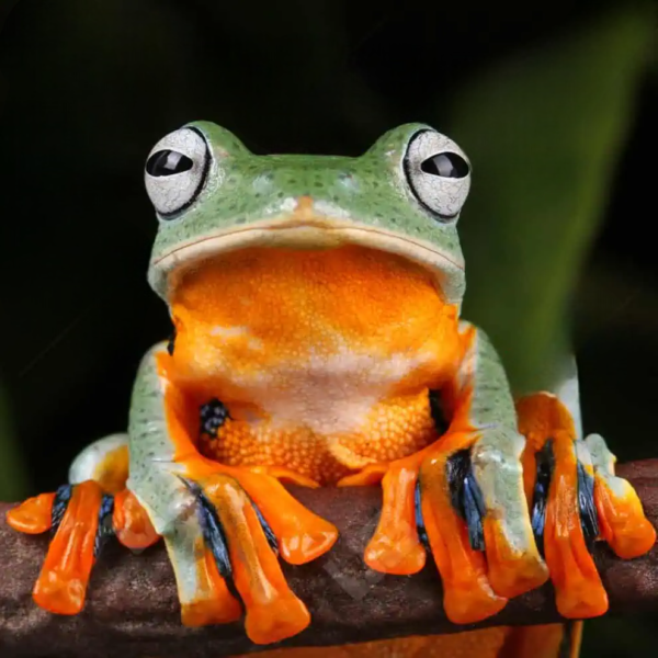 Black Webbed Flying Frog for sale. - Image 2