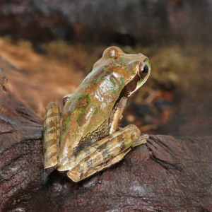 Masked Tree Frog for sale.