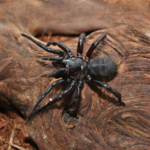 Thai Funnel Web Spider for sale.