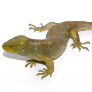 Hypo Monkey Tail Skink for sale.
