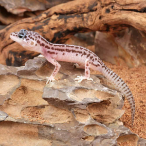 Baby Super Snow Leopard Gecko
