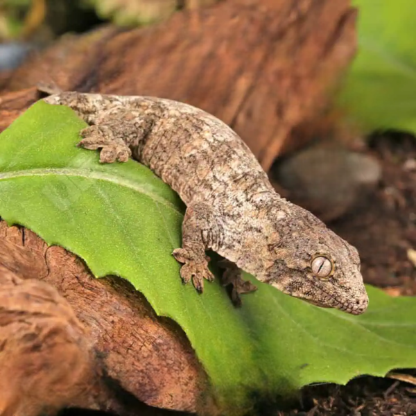 Poindimie x Mt. Khogis Leachianus Gecko - Image 2