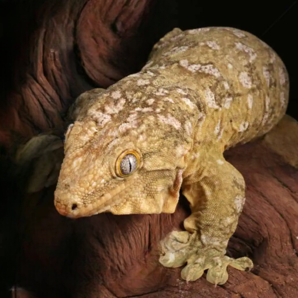 Neon High Pink Pine Island Leachianus Gecko - Image 2
