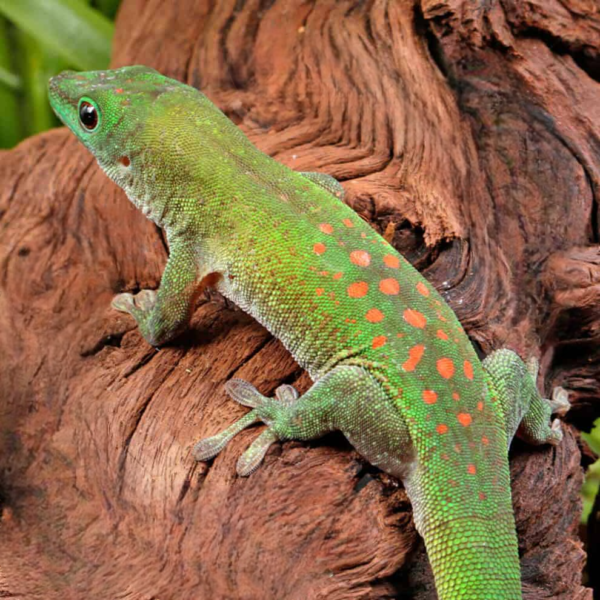 Koch’s Giant Day Gecko for sale. - Image 3