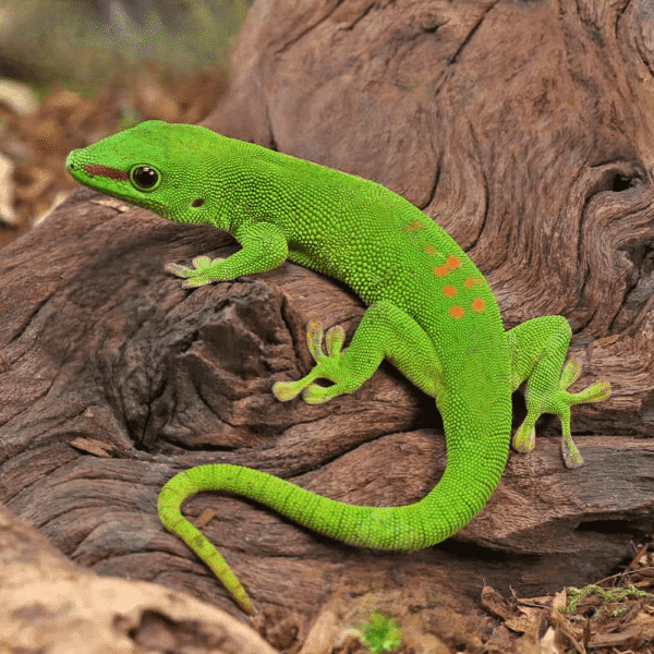 Adult Crimson Giant Day Gecko - Image 3