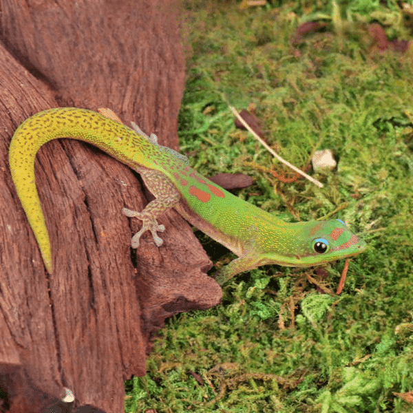 Gold Dust Day Gecko for sale. - Image 3