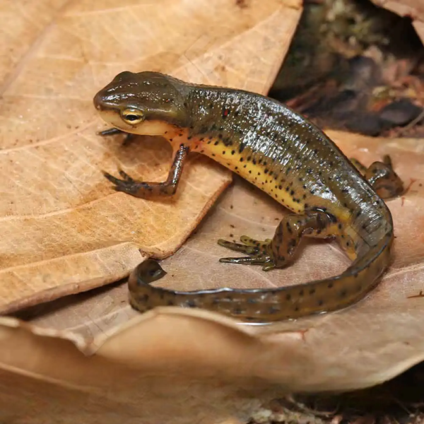 Eastern Newt