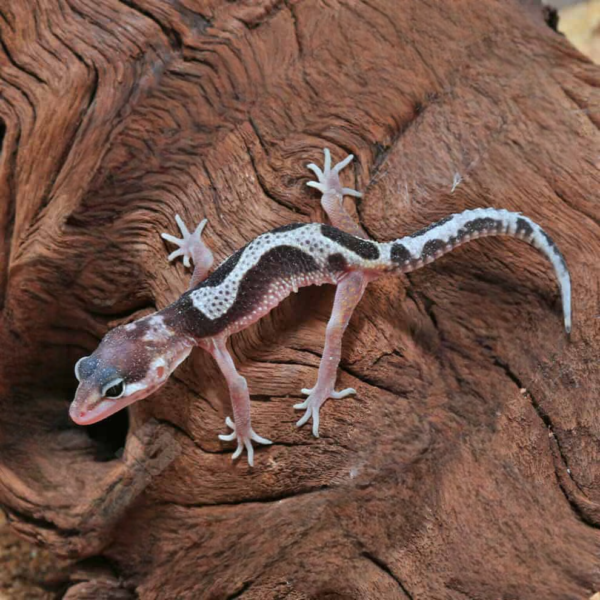 Baby Mack Snow Leopard Gecko