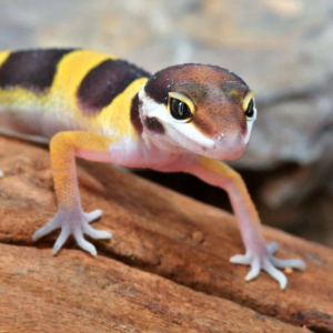Baby Normal Leopard Gecko