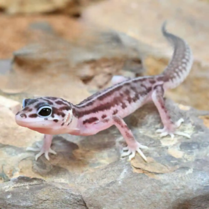 Baby Striped Snow Leopard Gecko