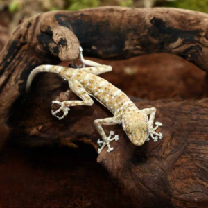 We have Fan Foot Gecko for sale.