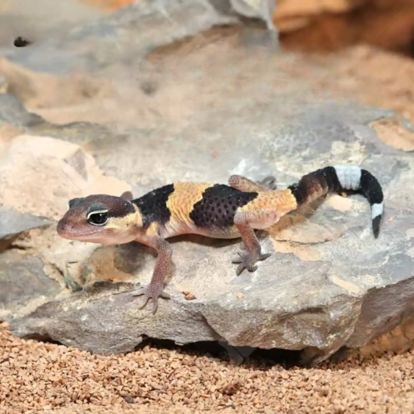 African Fat Tailed Gecko - Image 3