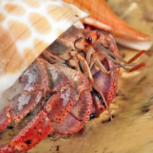 Purple Pincher Hermit Crab for sale.