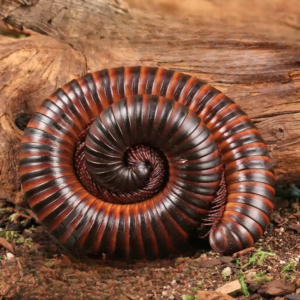 Giant African Millipede for sale.