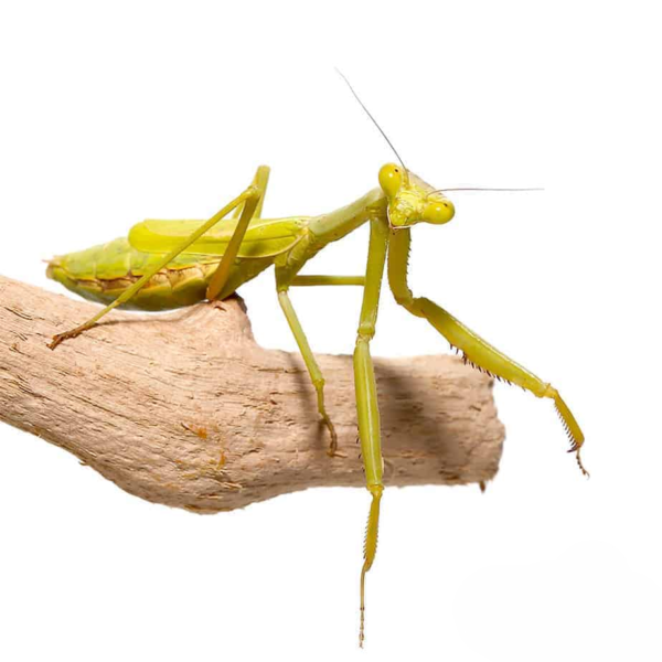Carolina Praying Mantis for sale. - Image 2