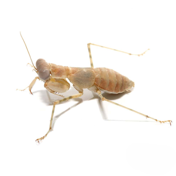 Desert Pebble Mantis for sale. - Image 4