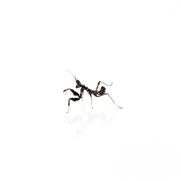 Spiny Flower Mantis for sale. - Image 2