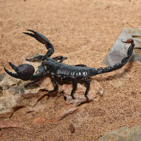Emperor Scorpion for sale. - Image 3