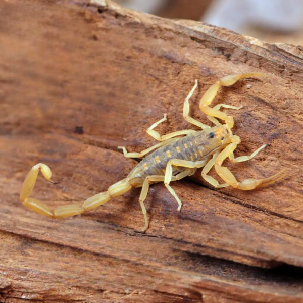 Arizona Bark Scorpion for sale. - Image 2