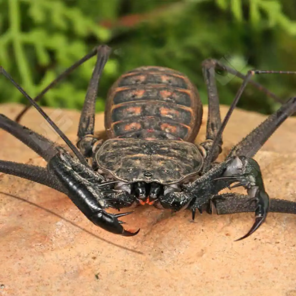 Central American Tailless Whip Scorpion