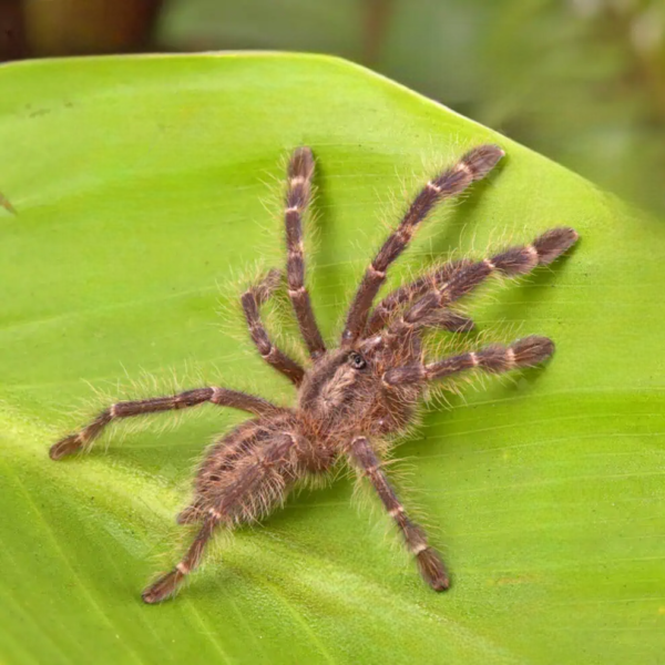 Gooty Sapphire Ornamental Tarantula (1 – 2”)