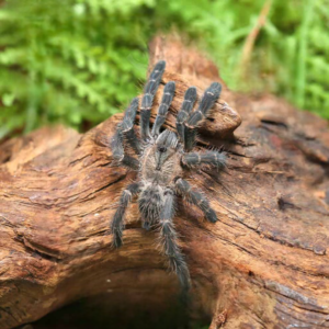 Purple Earth Tiger Tarantula (1 – 1.5”)