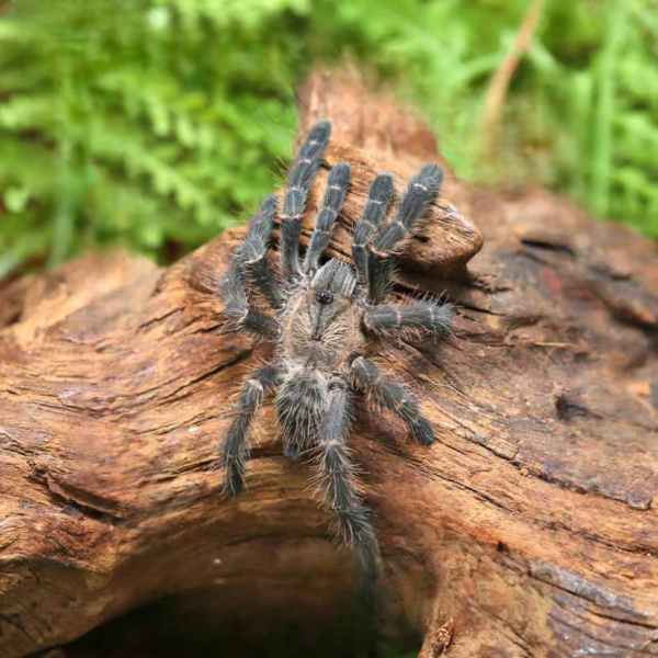 Purple Earth Tiger Tarantula (1 – 1.5”)