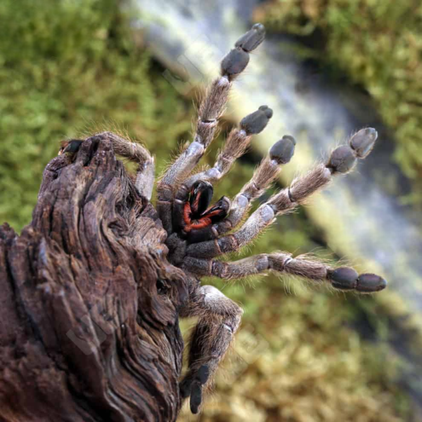 Ornamental Baboon Tarantula (1 – 3”) - Image 2