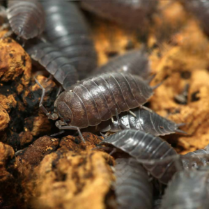 Porcellio Laevis Wildtype Isopods