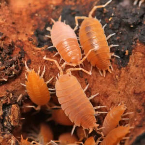 Pruinosus Powder Orange Isopods