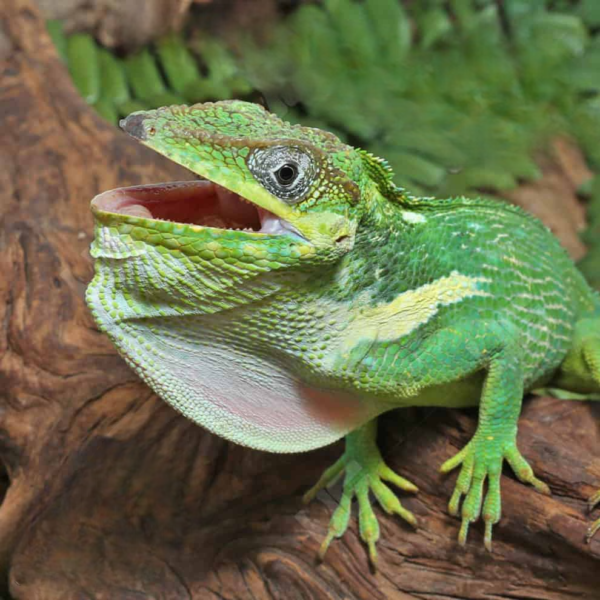 Cuban Knight Anole for sale.