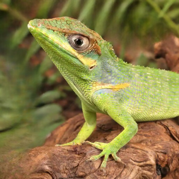 Baby Cuban Knight Anole for sale. - Image 3