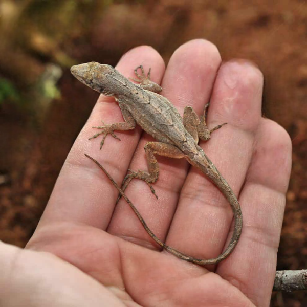 We have a Brown Anole for sale - Image 2