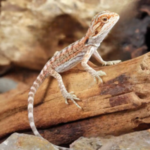 Hypo Inferno Bearded Dragon for sale.