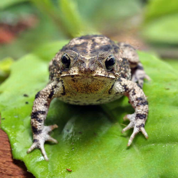 We have Marbled Toad for sale. - Image 2