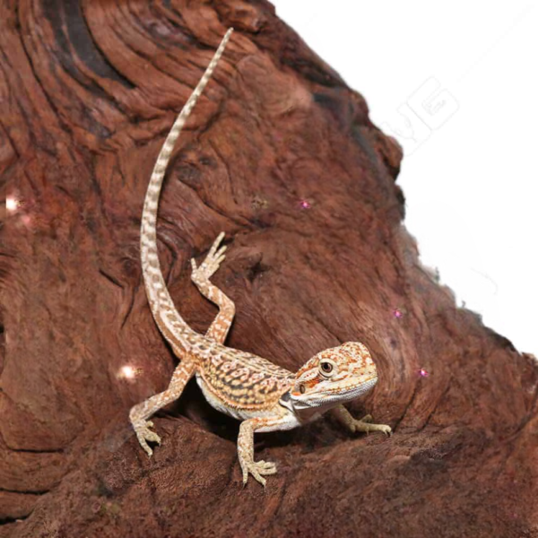 Citrus Dunner Leatherback Bearded Dragon - Image 2