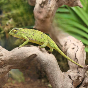 Senegal Chameleon for sale.