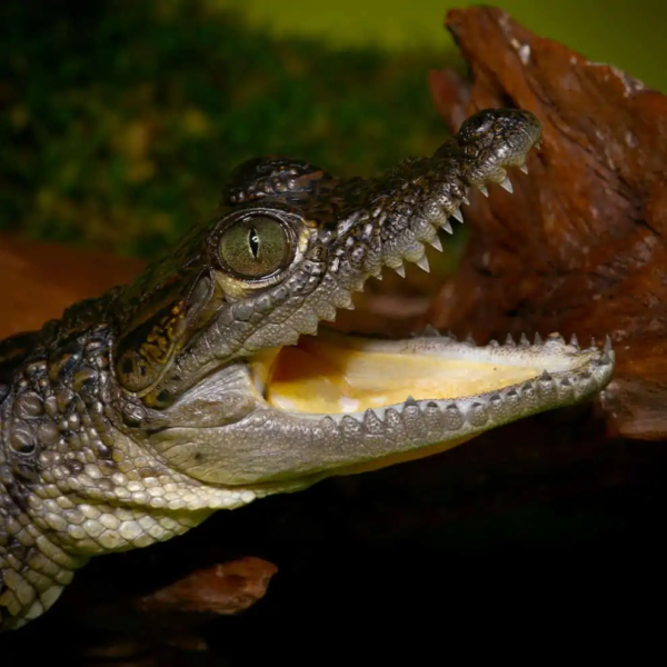 Morelet’s Crocodile for sale. - Image 4