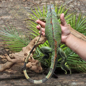 Iguanas