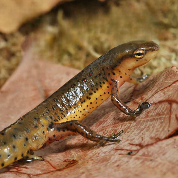 Eastern Newt - Image 4