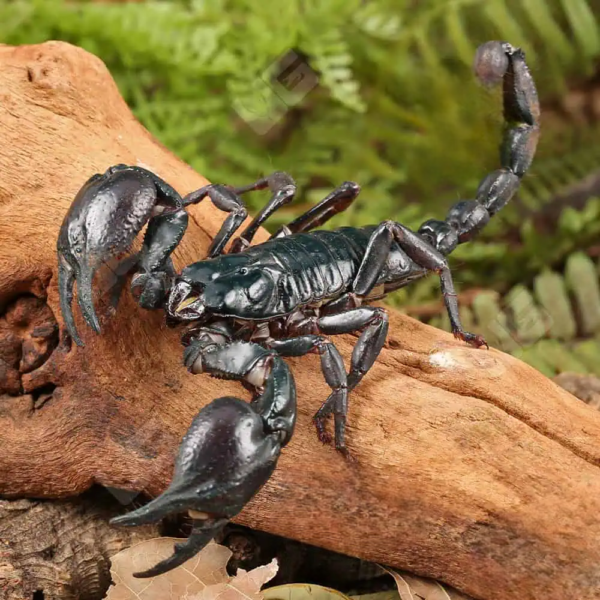 Asian Forest Scorpion - Image 4