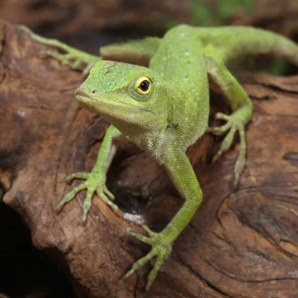 Neotropical Green Anole