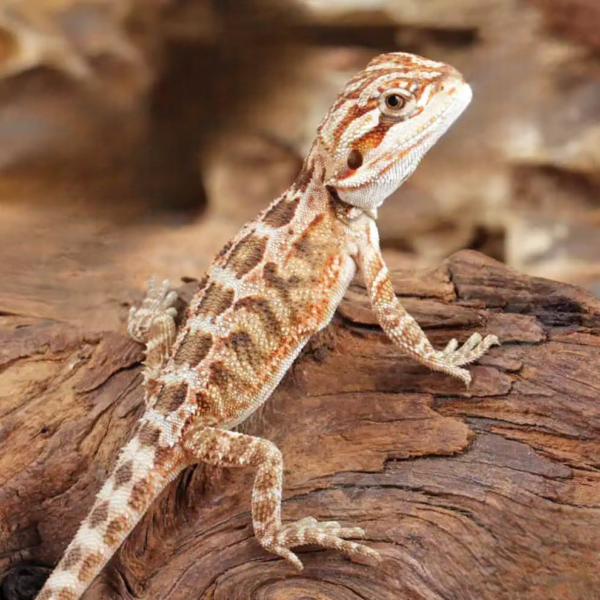 Baby Inferno Bearded Dragon (4 – 5″) - Image 4