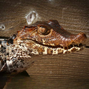 Dwarf Caiman