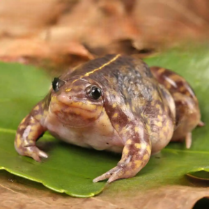 we have Togo Rain Frog for sale.