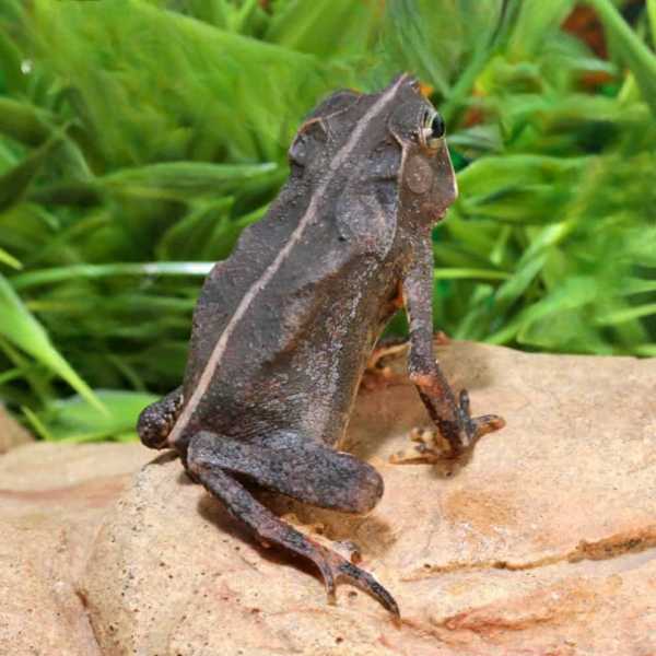 we have Crested Toad for sale. - Image 5