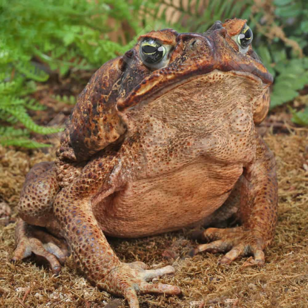 Suriname Giant Marine Toad for sale. - Image 2